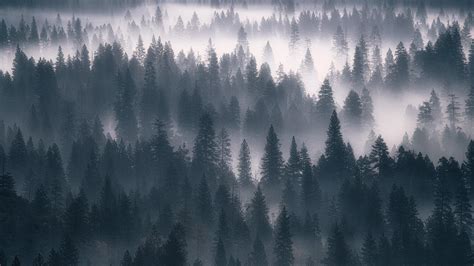 Forest Fog Gray Wallpaper 1920x1080 Full Hd Full High Definition