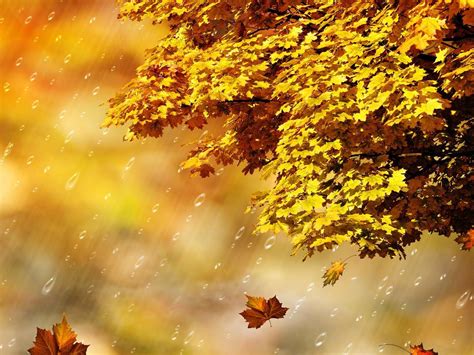 Fall Rain Shower Hd Desktop Wallpaper Widescreen High