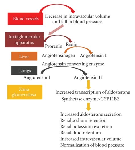Aldosterone Biosynthesis Through Renin Angiotensin System Download