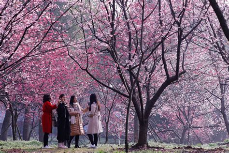 Los Visitantes Disfrutan De La Floración De Cerezo En El East Lake