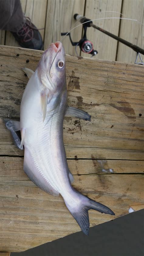 Maryland Biodiversity Project Blue Catfish Ictalurus Furcatus