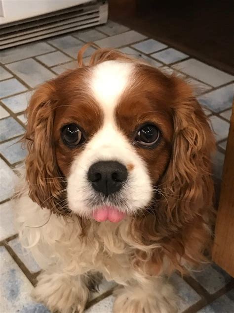 14 Things All Cavalier King Charles Spaniel Owners Should Know The