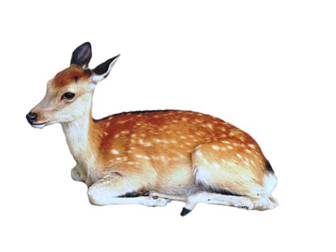 Download Cute Transparent Deer Hq Png Image Freepngimg