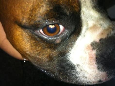 Eye Bump On Max Help Boxer Breed Dog Forums