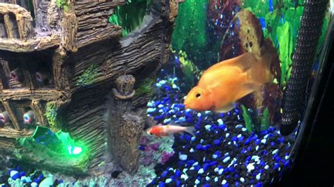 55 Gallon Cichlid Aquarium Live Goldfish Feeding Youtube