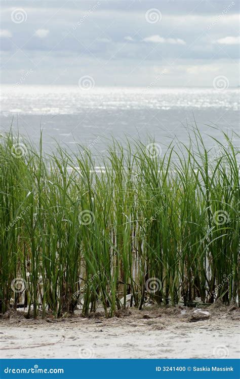 Seaside Grass Stock Photo Image Of Green Grass Seaside 3241400