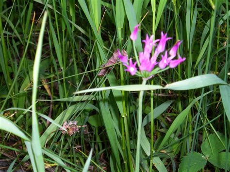 Wild onion can be distinguished from wild garlic by its leaves that are flat in cross section and not hollow; This is the wild onion that grows in the Bighorn Mountains ...