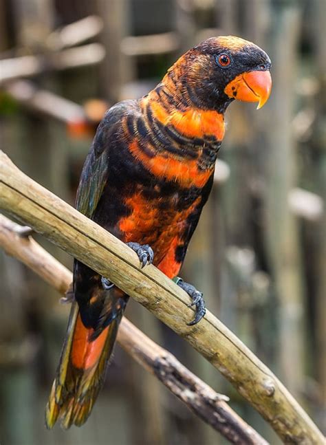 Parrot Encyclopedia Dusky Lory World Parrot Trust