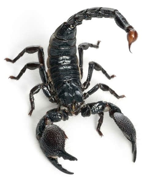 Pin By Kevin Wright On Arachnids Animal Facts Animals Scorpion