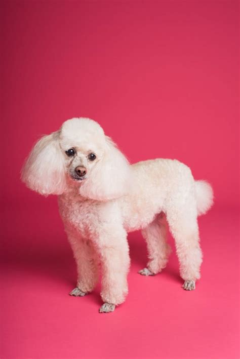 Poodle Dog Breed Standardinformation Facts And Personality Traits 1