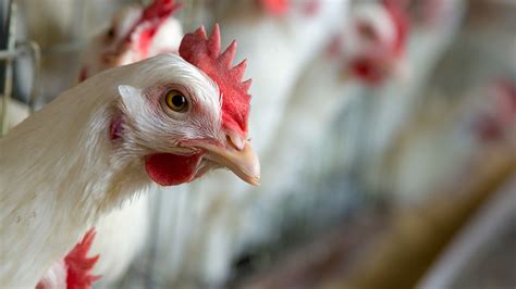 34k Chickens Die In Fires At Virginia North Carolina Farms Nbc4