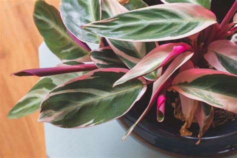 Like the urn plant, the pink quill plant is also a bromeliad which is desirable because of the exotic and tropical looking flowering bract that it produces. tricolor-prayer-plant-pink-house-plant | Dossier