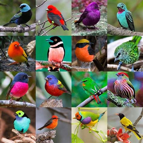 Álbumes 104 Foto Los Pájaros Más Hermosos Del Mundo Alta Definición