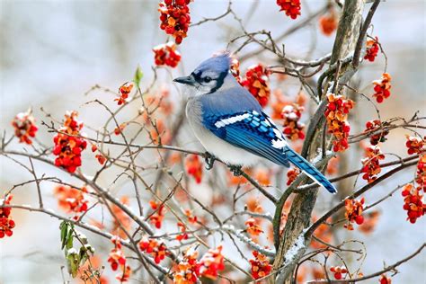 How To Attract Birds In Winter And Spot More Species Birds And Blooms