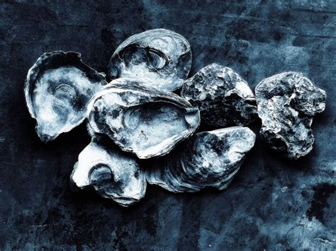 Oysters Can Get Herpes And Its Killing Them Smithsonian