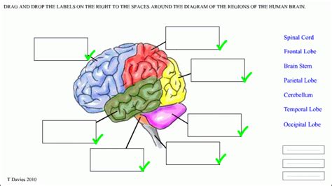 During your unit study of the brain consider exposing children to various mind benders, optical. brain parts worksheet | School - Human Body | Pinterest ...