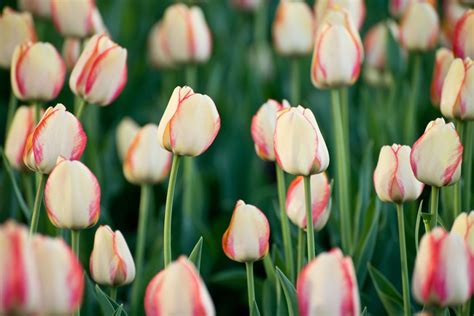 Magnificent Tulips Beth Walsh Photography