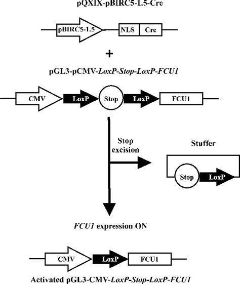Use of the system has greatly expanded our ability to precisely interrogate gene function in the mouse, providing both spatial and temporal control of gene expression. Schematic illustration of the modified Cre-LoxP//pCMV ...