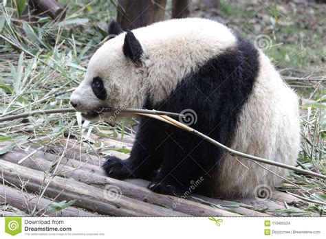 Close Up Giant Panda S Cub Chengdu China Stock Photo Image Of