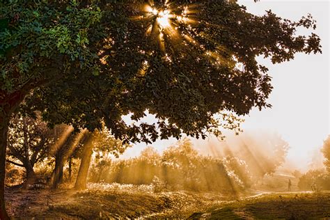 Free Images Landscape Tree Nature Forest Outdoor Branch Light