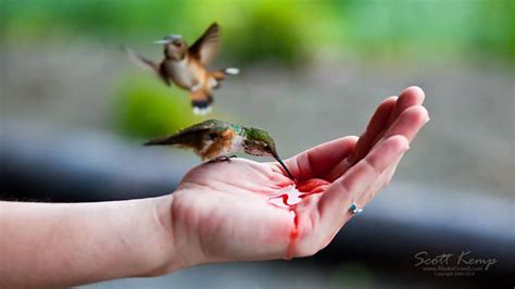 Hand Feeding Hummingbirds Youtube