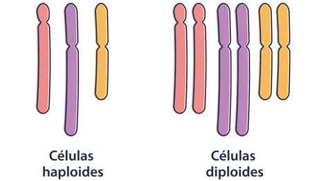 Células Haploides Y Diploides Escolar Abc Color