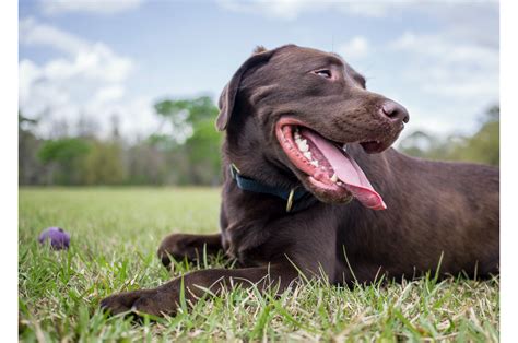 Learn About Your Pets Springtime Skin Allergies Keene Veterinary Hospital