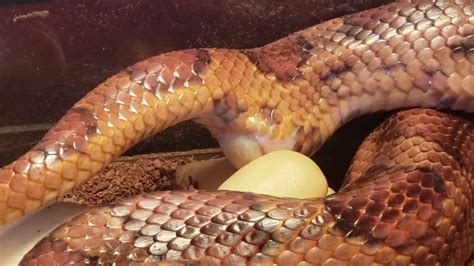 Snake Laying Eggs Youtube