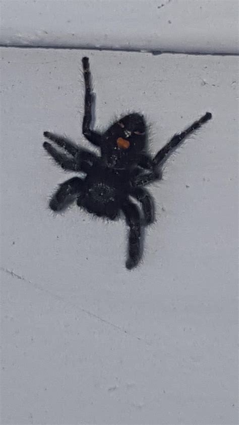 I think my favorite is the one about how camel spiders. What kind of spider is this? Indiana. No Web around, it ...