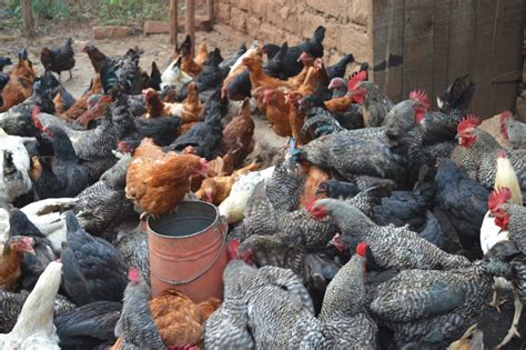 KARI Kienyeji chicken Farming - ECOCHICKS POULTRY LIMITED - 0727087285