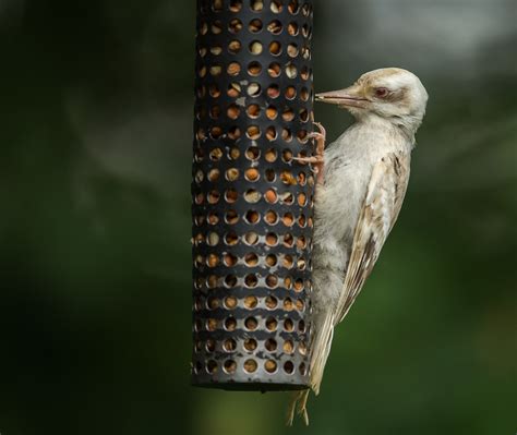 Img3008 Young Albino Hairy Woodpecker Ian Murray Flickr