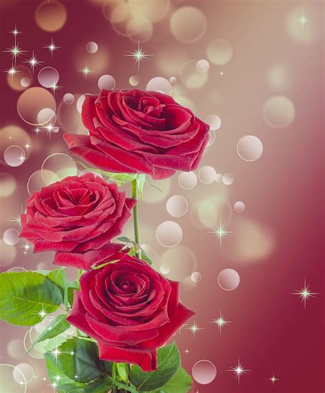 Hd Wallpaper Red Rose Illustration Flower Burgundy Beautiful
