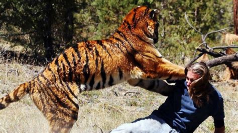 Tiger Attack Human Most Dangerous Tiger Attack Caught On Camera Part
