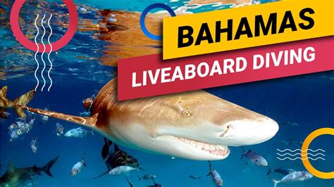Bahamas Liveaboard Diving Dressel Divers Quality Selects Youtube
