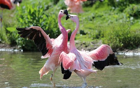 Hd Wallpaper Flamingos Dance Two Flamingos Birds Wallpaper Flare