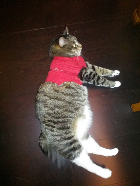Fat Cat In Little Sweater Cats