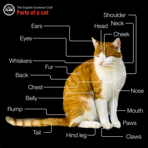 Parts Of A Cat Ha Whiskers Writing Prompts Vocabulary Infographic