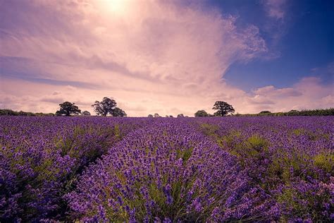 1920x1080px 1080p Free Download Lavender Field Flowers Field