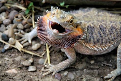 Why Bearded Dragons Puff Up All Possible Reasons