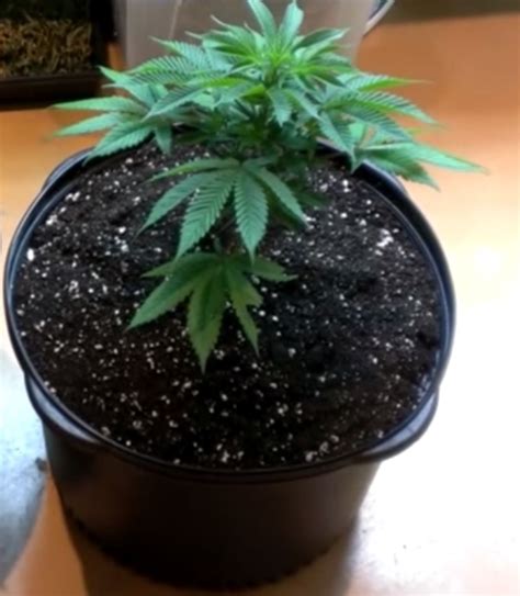 Según ha informado hoy la policía, la plantación se encontraba. Smart Pots for Cannabis - Learn Growing Marijuana