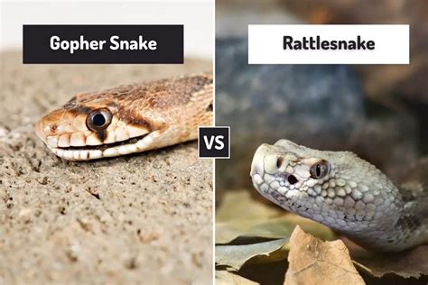 Gopher Snake Vs Rattlesnake 7 Differences