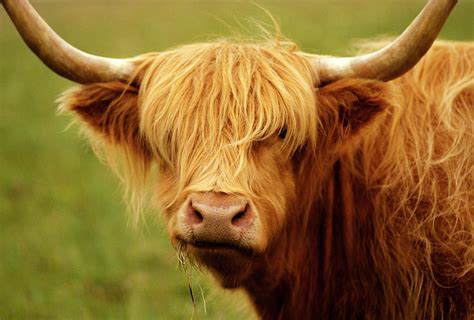 Long Haired Cow Scottish Highlands By Robert Houser