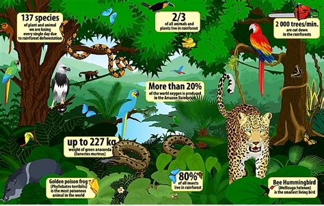 Rainforest Trees Names And Facts