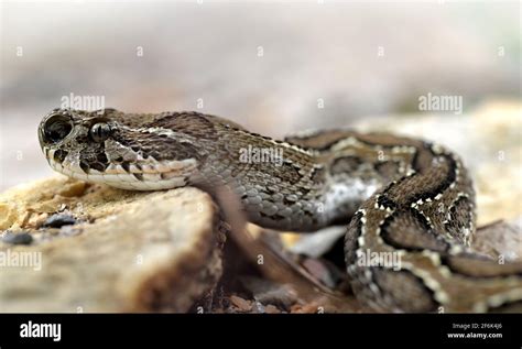 Russells Viper Daboia Russelii Venomous Snake Living In South Asia