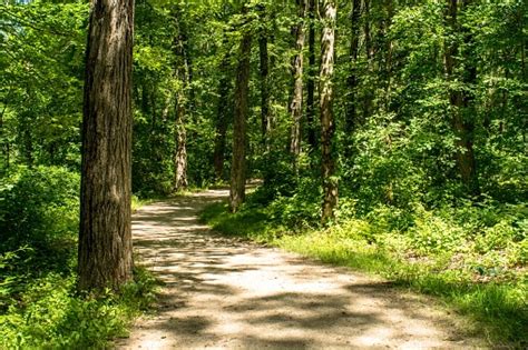 Natural Trail In Forest Ground Path Stock Photo Download