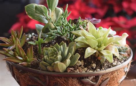 You clear the sand around the back and did a little hole beside the cactus in the dirt. How to make an indoor cactus garden | Hayes Garden World