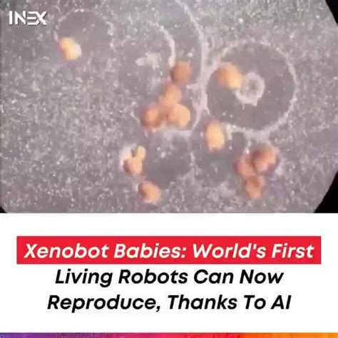Xenobot Babies Worlds First I Living Robots Can Now Reproduce Thanks