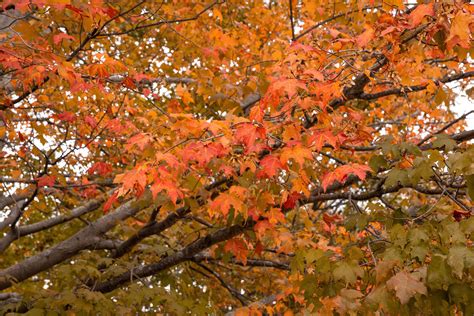 8 Maple Trees For Best Fall Color