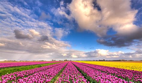 Iphone Tulips Netherlands Wallpaper Tulips Flower