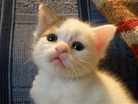 file photo of a kitten wikipedia